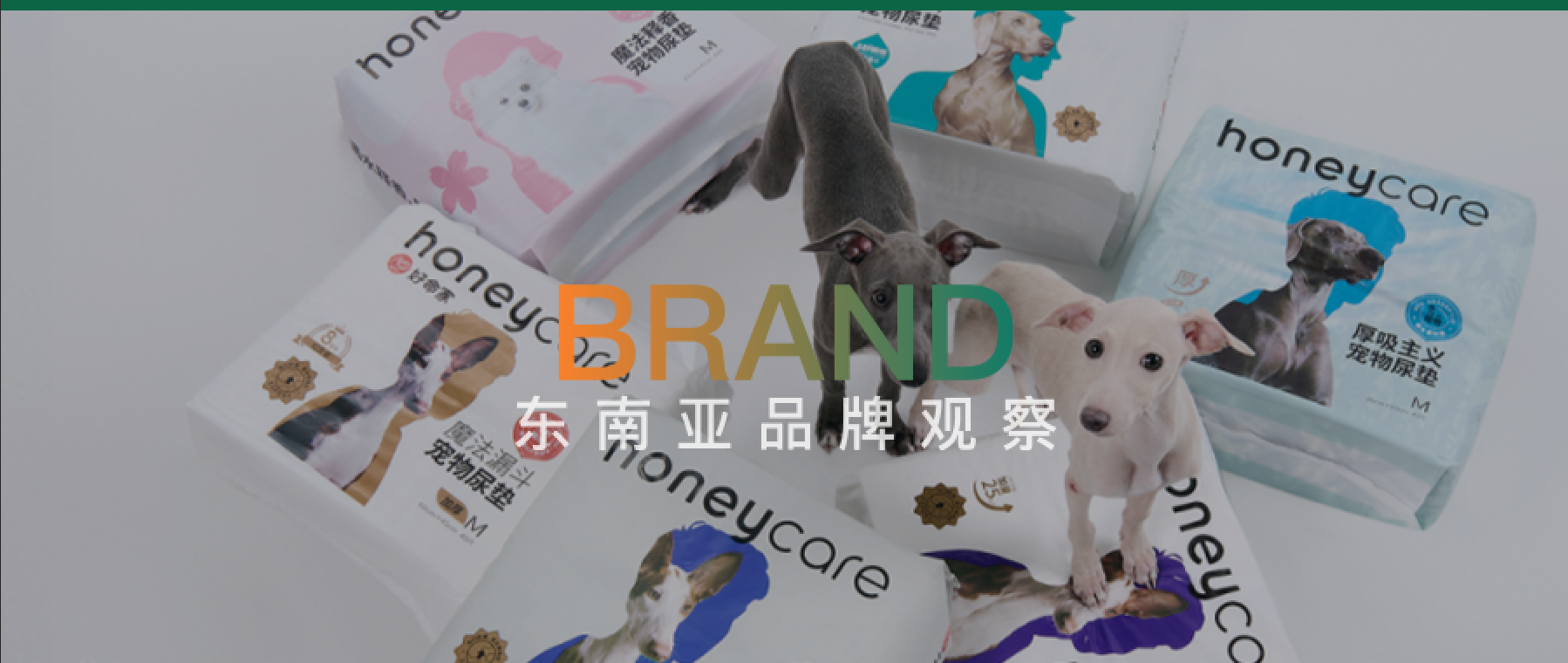 辞掉教书铁饭碗,80后老板用宠物尿片海外揽金7.35亿