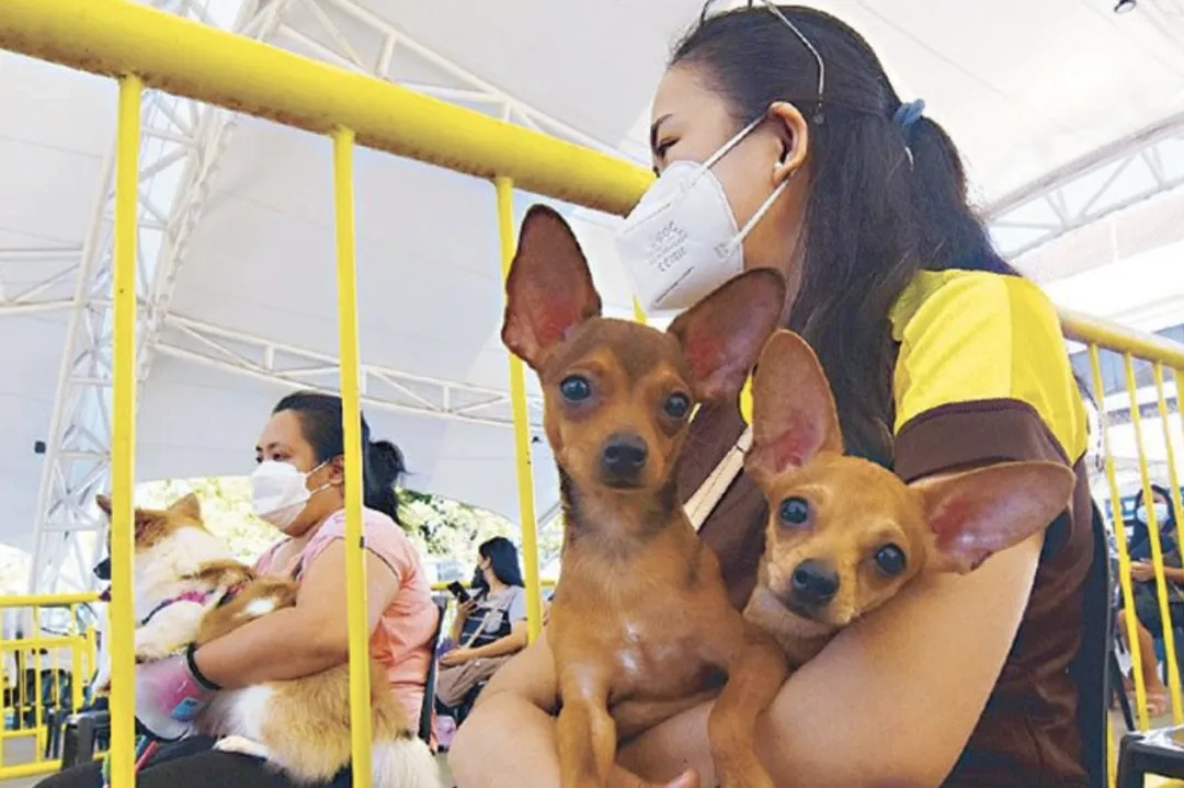 猫狗数量亚洲第一！菲律宾宠物食品市场预计增长9%